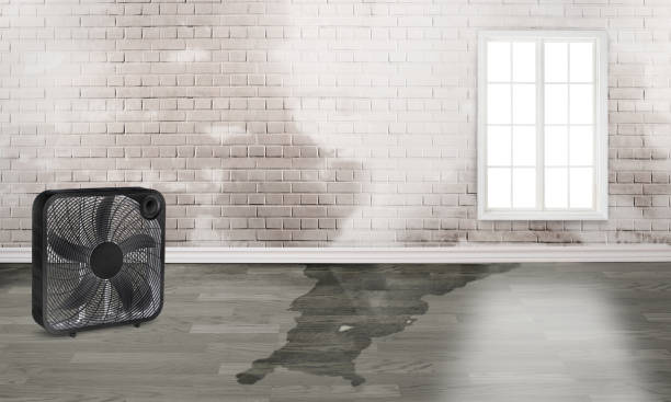 Best Mold removal after water damage  in St James, MD
